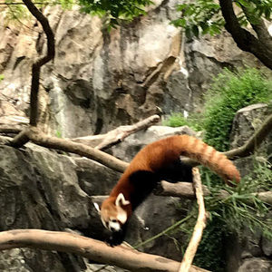 Meet your Posher, Peyton